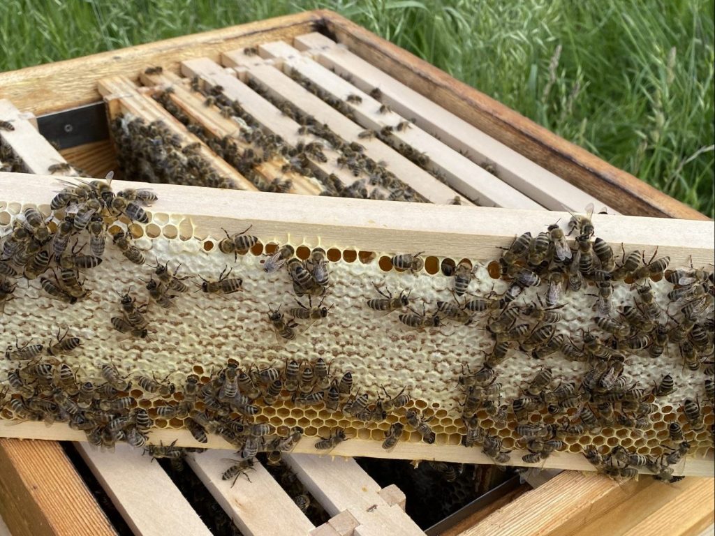 Bienenstand-3-scaled